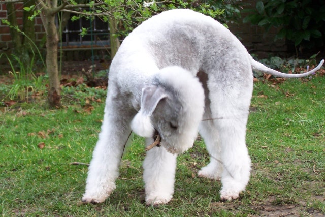 Unsere Hunde 03.02 (24).JPG